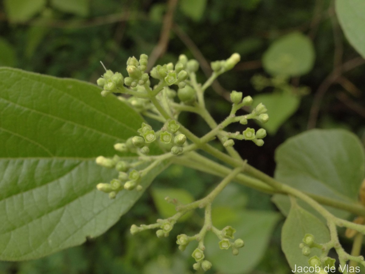 Premna tomentosa Willd.